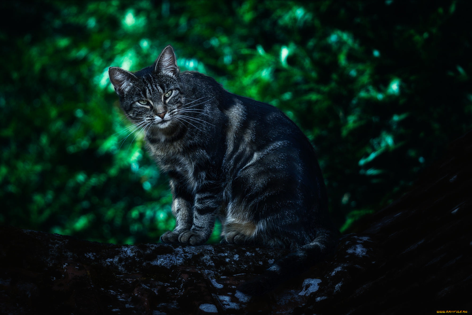 , , , trees, depth, of, field, looking, at, viewer, animals, , , 